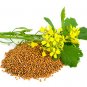 2000 Pcs mustard Seeds White bar food Garden Seeds