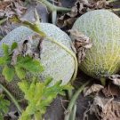 200 Pcs Muskmelon Seeds Sugar Jar Melon Delicious Fruit Garden Seeds