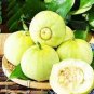 200 Pcs Muskmelon Seeds Sugar Jar Melon Delicious Fruit Garden Seeds