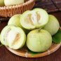 200 Pcs Muskmelon Seeds Sugar Jar Melon Delicious Fruit Garden Seeds
