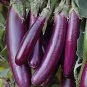 700 Pcs Long Purple Eggplant Seeds