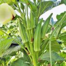 20 Pcs Clemson Spineless Okra Seeds Non-GMO Heirloom Grown 20 Pcs Clemson Spineless Okra Seeds Non-GMO Heirloom Grown