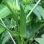 20 Pcs Clemson Spineless Okra Seeds Non-GMO Heirloom Grown
