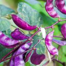 10 Pcs RARE hyacinth bean seeds, Dolichos lablab, Dolichos purpureus