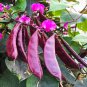10 Pcs RARE hyacinth bean seeds, Dolichos lablab, Dolichos purpureus