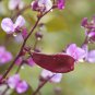 10 Pcs RARE hyacinth bean seeds, Dolichos lablab, Dolichos purpureus