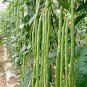 200 Pcs Long Bean Seeds ORGANIC Long Snake Bean Seeds Asparagus Vegetable