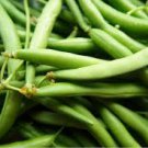 30 Pcs Top Crop Green Bean Seeds