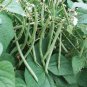 30 Pcs Top Crop Green Bean Seeds