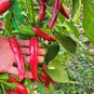 1500 Pcs Chili Pepper Cayenne Red Hot Chili Organic Heirloom