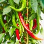 1500 Pcs Chili Pepper Cayenne Red Hot Chili Organic Heirloom
