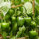 600 Pcs Capsicum seeds Organic Green Bell Peppers Sweet Bell Pepper Vegetable Planting 600 Pcs Capsicum seeds Organic Green Bell Peppers Sweet Bell Pepper Vegetable Planting