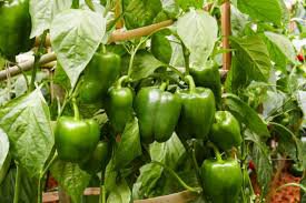 600 Pcs Capsicum seeds Organic Green Bell Peppers Sweet Bell Pepper Vegetable Planting