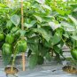 600 Pcs Capsicum seeds Organic Green Bell Peppers Sweet Bell Pepper Vegetable Planting