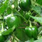 600 Pcs Capsicum seeds Organic Green Bell Peppers Sweet Bell Pepper Vegetable Planting