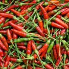 100 Pcs Birdseye Chili Pepper Seeds 100 Pcs Birdseye Chili Pepper Seeds