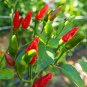 100 Pcs Birdseye Chili Pepper Seeds
