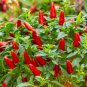 100 Pcs Birdseye Chili Pepper Seeds