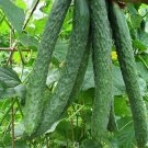70 Pcs Cucumber Seeds Self-Pollinated Organic Vegetable 70 Pcs Cucumber Seeds Self-Pollinated Organic Vegetable