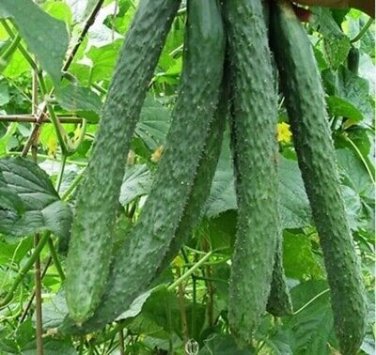 70 Pcs Cucumber Seeds Self-Pollinated Organic Vegetable