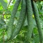 70 Pcs Cucumber Seeds Self-Pollinated Organic Vegetable