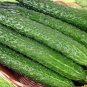 70 Pcs Cucumber Seeds Self-Pollinated Organic Vegetable