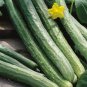 70 Pcs Cucumber Seeds Self-Pollinated Organic Vegetable