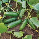 80 Pcs Fruit cucumber Seeds HEIRLOOM Vegetable Garden Fresh Seed