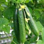 80 Pcs Fruit cucumber Seeds HEIRLOOM Vegetable Garden Fresh Seed