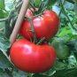 100 Pcs Delicious Tomato Seeds, NON-GMO
