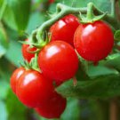 100 Pcs Tomato Vishenka Cherry Red Vegetable Organic Heirloom 100 Pcs Tomato Vishenka Cherry Red Vegetable Organic Heirloom