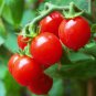 100 Pcs Tomato Vishenka Cherry Red Vegetable Organic Heirloom