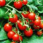 100 Pcs Tomato Vishenka Cherry Red Vegetable Organic Heirloom