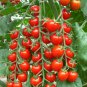 100 Pcs Tomato Vishenka Cherry Red Vegetable Organic Heirloom