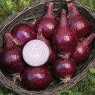 220 Pcs Onion Red Baron Giant Round Vegetable Planting Organic Heirloom