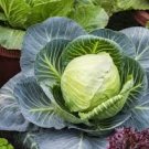 400 Pcs Cabbage Seeds Cabbage Wraps NON-GMO Heirloom Fresh Seed