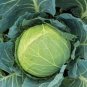 400 Pcs Cabbage Seeds Cabbage Wraps NON-GMO Heirloom Fresh Seed