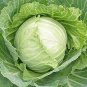 400 Pcs Cabbage Seeds Cabbage Wraps NON-GMO Heirloom Fresh Seed