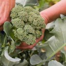 600 Pcs Seeds Broccoli Vitamin Cabbage Planting Sprouting Organic Heirloom 600 Pcs Seeds Broccoli Vitamin Cabbage Planting Sprouting Organic Heirloom