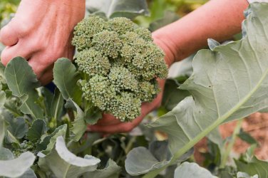 600 Pcs Seeds Broccoli Vitamin Cabbage Planting Sprouting Organic Heirloom