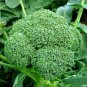 600 Pcs Seeds Broccoli Vitamin Cabbage Planting Sprouting Organic Heirloom