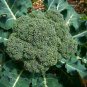 600 Pcs Seeds Broccoli Vitamin Cabbage Planting Sprouting Organic Heirloom