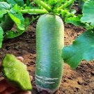 800 Pcs Organic green radish seeds fruit radishes untreated garden