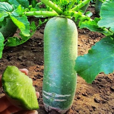 800 Pcs Organic green radish seeds fruit radishes untreated garden
