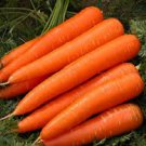 3200 Pcs Carrot Red Giant Vegetable Planting Organic Heirloom 3200 Pcs Carrot Red Giant Vegetable Planting Organic Heirloom