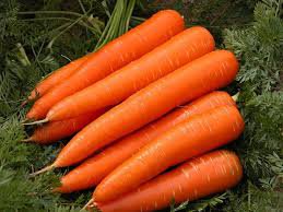 3200 Pcs Carrot Red Giant Vegetable Planting Organic Heirloom