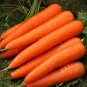 3200 Pcs Carrot Red Giant Vegetable Planting Organic Heirloom
