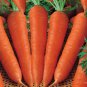 3200 Pcs Carrot Red Giant Vegetable Planting Organic Heirloom