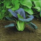 600 Pcs Mustard seed vegetable seed Choy Sum Seeds