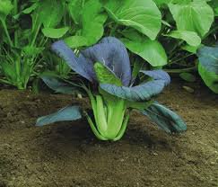 600 Pcs Mustard seed vegetable seed Choy Sum Seeds